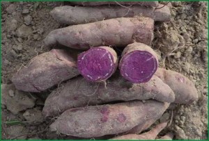 purple_yam