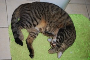 Yes...he brings new meaning to the term "hugging the toilet"...